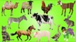 Farm Animals with Wrong Puzzles | Animals Farm for Kids | Fun Toddler Learn Animals