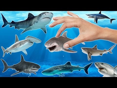 Let's Catch SHARK | Learn Shark Names with Real Water and Sea Animals for Kids