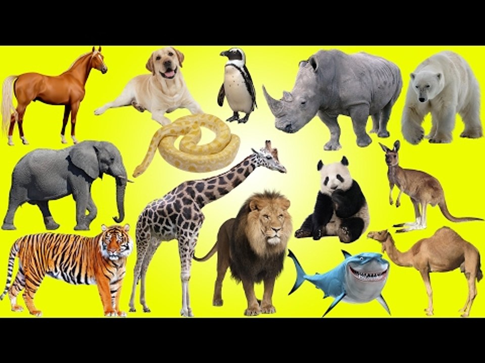 Kids at the Zoo and Circus | Funny Animals for Kids | Learn Animals for Children