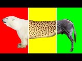 Wild Animals with Wrong Heads | Giraffe, Cheetah, Zebra & Polar Bear | Funny Animals Video for Kids