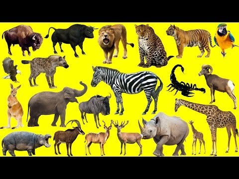 Learn Wild Animals NEW | African Animals For Kids - Fun Toddler Learn Animal