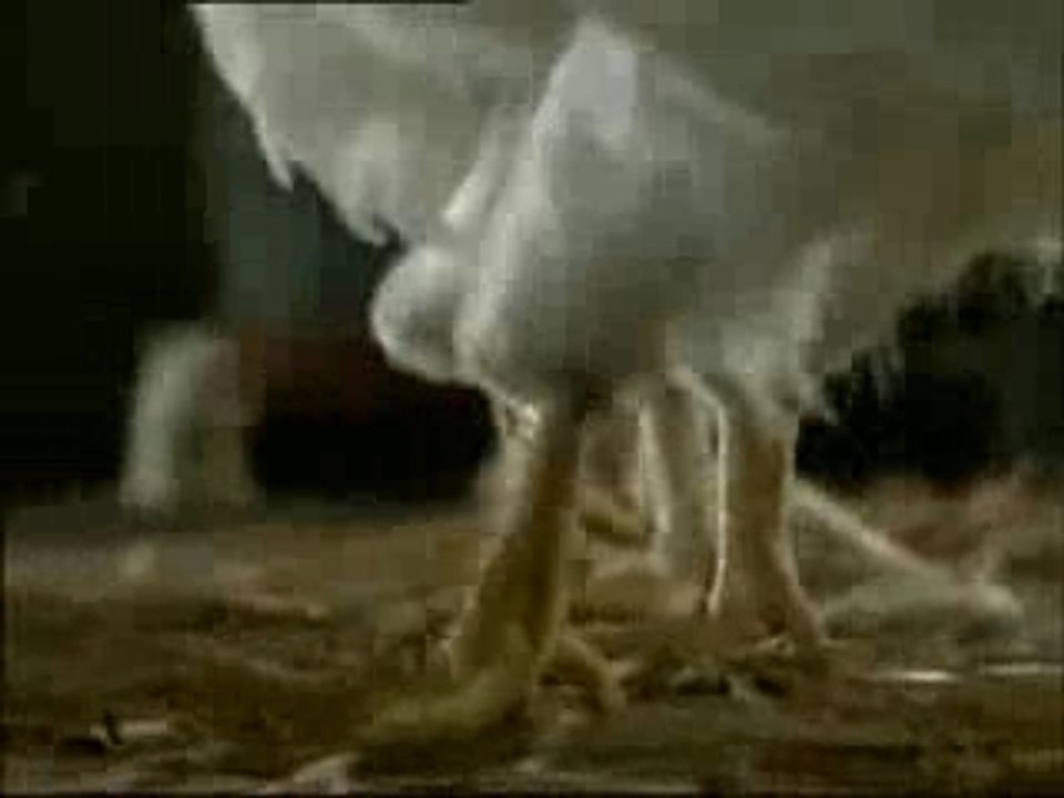 Président