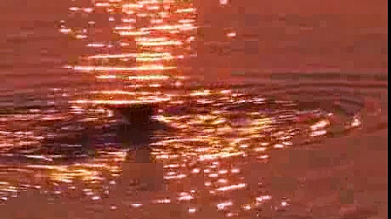 PBS Nature Fellowship of the Whales