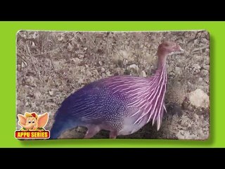 Guinea Fowl - Fun Facts
