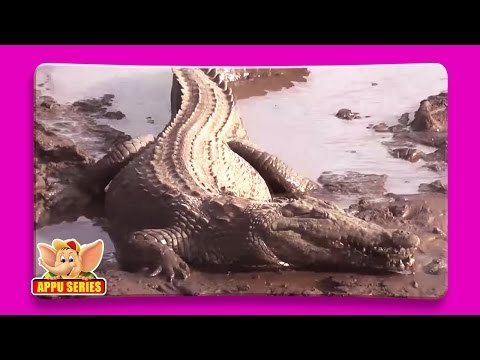 Crocodile - Fun Facts