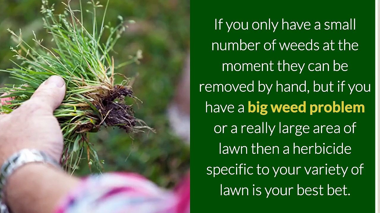 Winter Lawn Care Tips