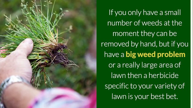 Winter Lawn Care Tips