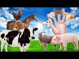 Animals Farm Finger Family | Farm Animals with Cartoon & Real Animals for Children