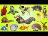 Pets for Kids | Best Animals for Children, Toddlers and Babies | Fun Toddler Learn Animals