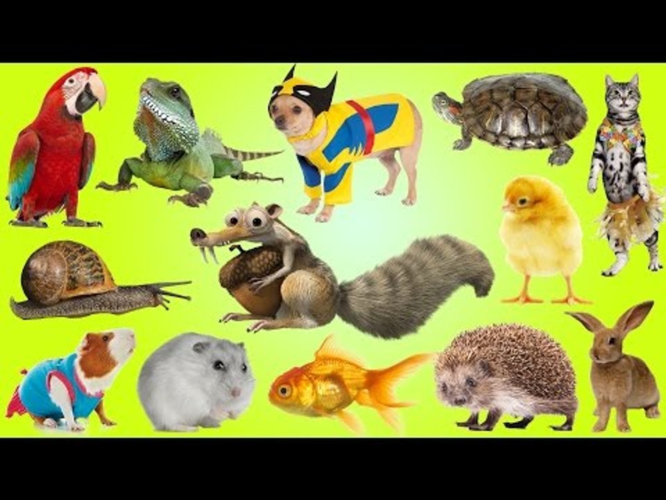 Pets for Kids | Best Animals for Children, Toddlers and Babies | Fun Toddler Learn Animals