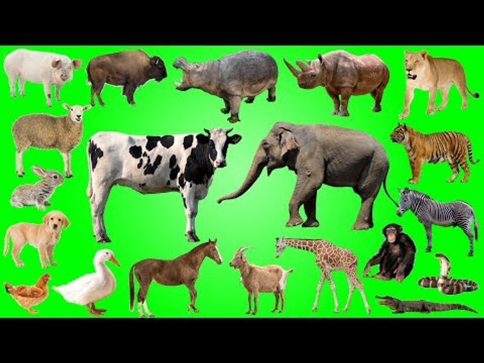 Learn Wild Animals and Farm Animals, Insects and Bugs for Kids | Best Animals for Kids Learning