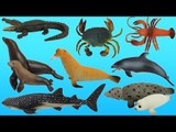 Sea Animals Toys | Play Fun Toys with Kinetic Sand and Real Sea Animals for Kids