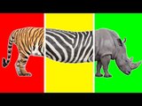 Wrong Heads Body with Wild Animals Funny Video for Kids - Learn Wild Animals