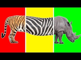 Wrong Heads Body with Wild Animals Funny Video for Kids - Learn Wild Animals