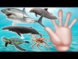 Sea Animals Finger Family Nursery Rhymes | Sea Animals for Kids | Fun Toddler