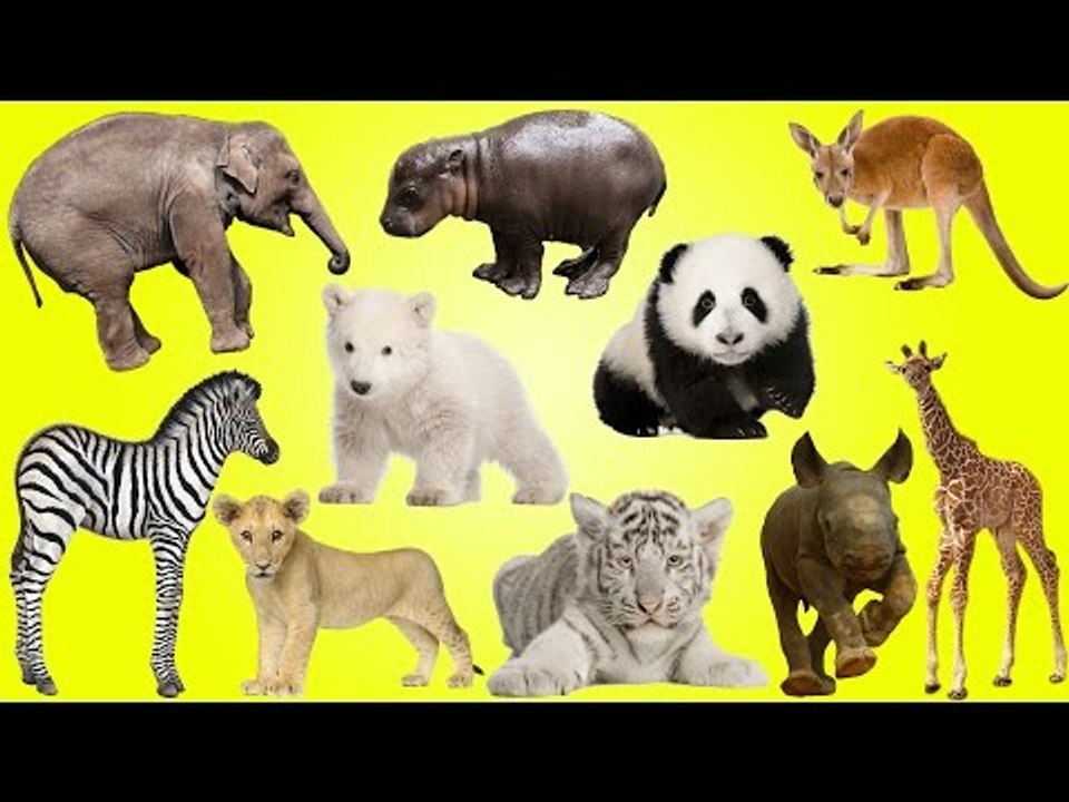 Wild Animals NEW | NEWBORN BABY ANIMALS WILD | Wild Animals Name and Sound - Kids Learning