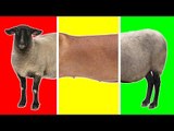 Animals On The Farm with Wrong Heads | Funny Animals for Children | Farm Animals for Kids