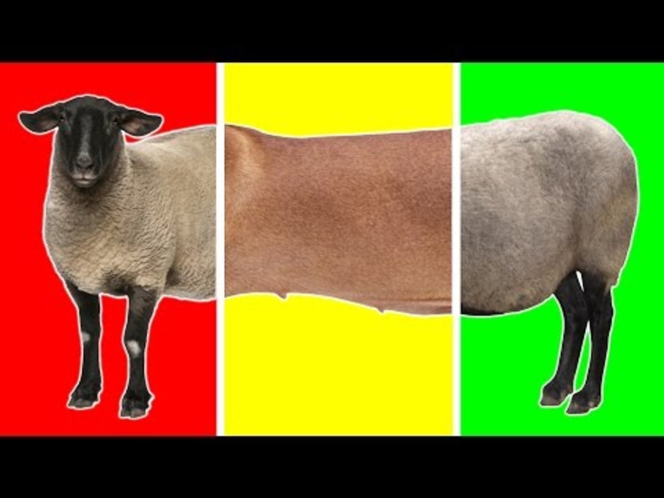 Animals On The Farm with Wrong Heads | Funny Animals for Children | Farm Animals for Kids