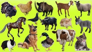 Learn Farm Animals NEW! 4D Farm Animals For Kids - Fun Toddler Learn Animal