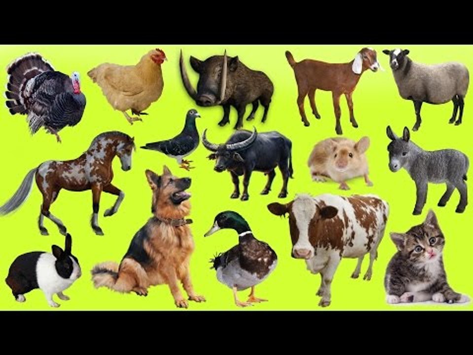 Learn Farm Animals NEW! 4D Farm Animals For Kids - Fun Toddler Learn Animal
