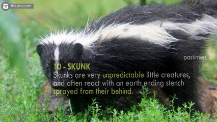 Top 10 Cool Pets That Are Legal To Own