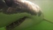 Curious Great White Shark Swims Right up to Camera