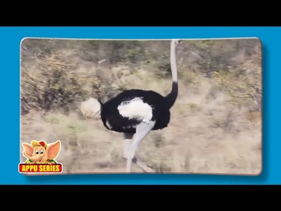 Ostrich - Fun Facts