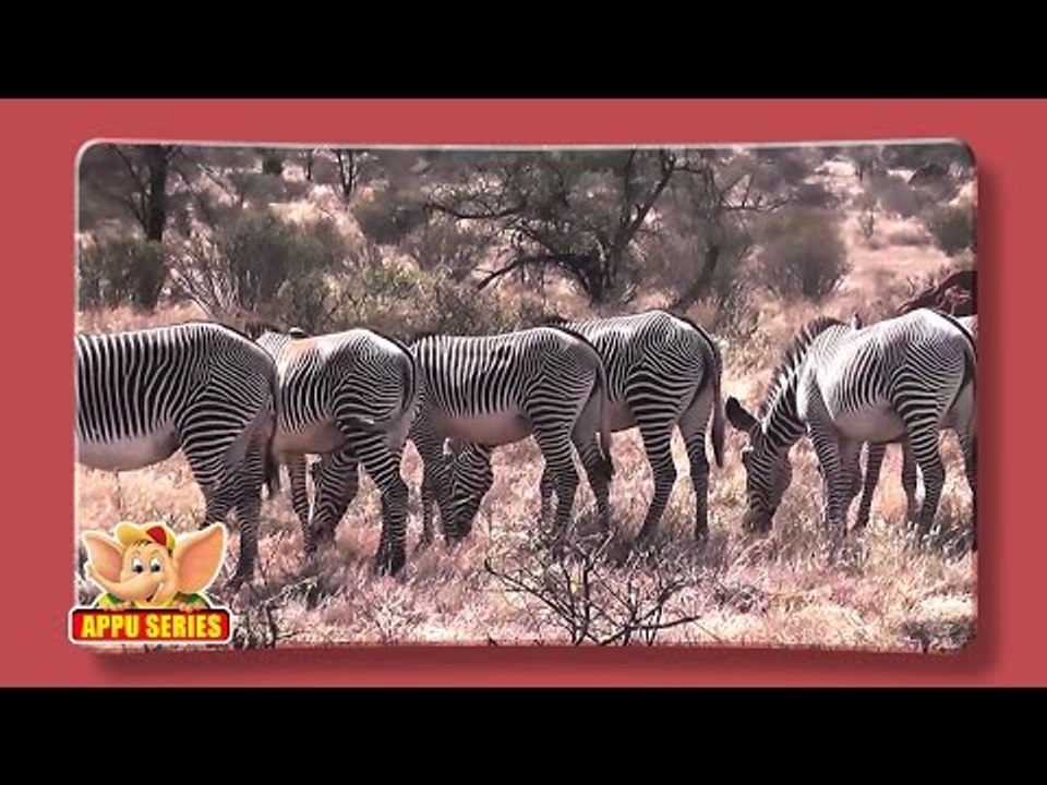 Zebra - Fun Facts