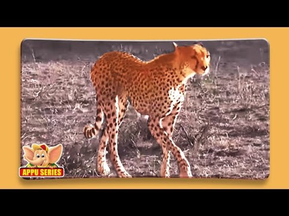 Cheetah  - Fun Facts