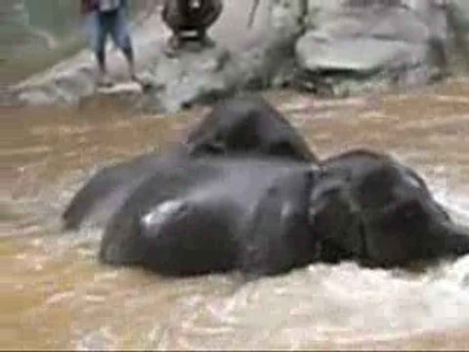 Elephant washing at MAESA ELEPHANT CAMP in ChiangMai