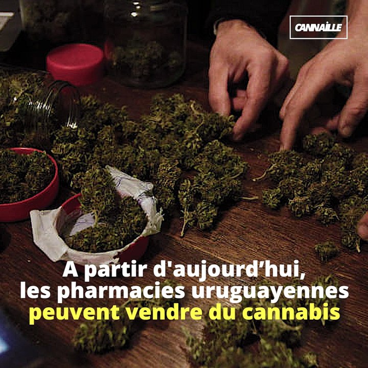 L'Uruguay ouvre la vente de cannabis en pharmacie