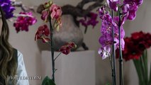 Le Orchidee - con gli esperti di Flover
