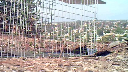 YO DAWG, I GOT A PLAN  - Save the Squirrels Initiative