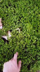 La partie de Cache-cache avec des chatons