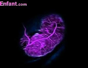 Voyage in utero - le 1er mois