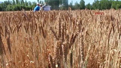 Burdur Buğday Demonstrasyonundan Olumlu Sonuç