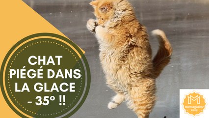 Chat piégé dans la glace -35° !!