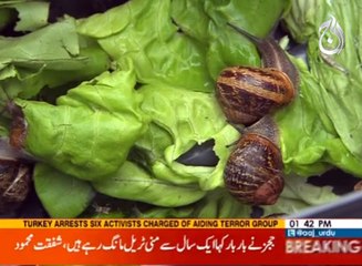 World Snails Race in UK