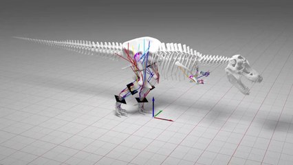 Tyrannosaurus Rex Couldn’t Run Says New Research