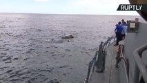 إنقاذ فيل من عرض البحر قرب ساحل كولومبو