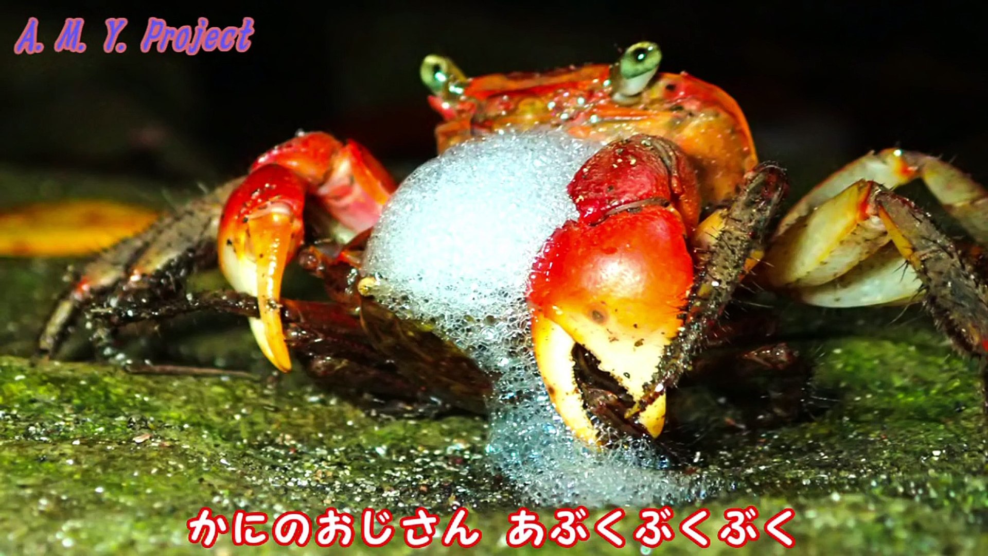 かにのおじさん Video Dailymotion