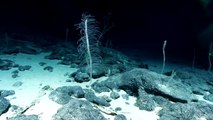 Research Camera Spots Mesmerizing 'Glass Sponges' In Deep Ocean
