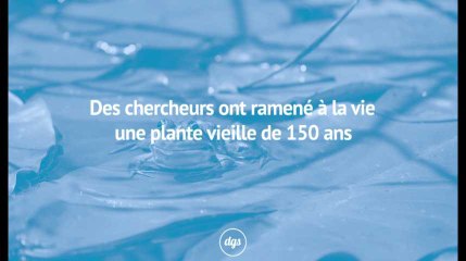 Des chercheurs ont ramené à la vie une plant vieille de 150 ans