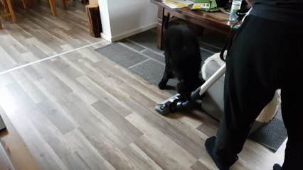 Funny German Shepherd Puppy