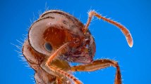 Non, toutes les fourmis ne travaillent pas (et ont le revenu universel)