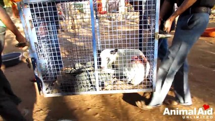 Dog with wire cutting into stomach for months makes amazing recovery