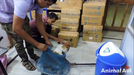 Dog's shocking injury from strangling on wire noose