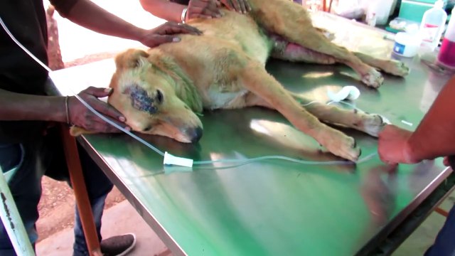 Adorable injured dog wags tail when he sees his rescuers