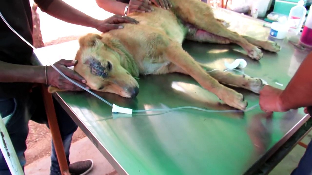 Adorable injured dog wags tail when he sees his rescuers