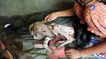 Amazing transformation of starving street dog too sick to eat